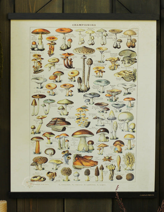 Vintage French Champignons Mushroom Print | 16x20" hecates light cottagecore metaphysical occult magic witchcraft tarot oracle cards witch tools
