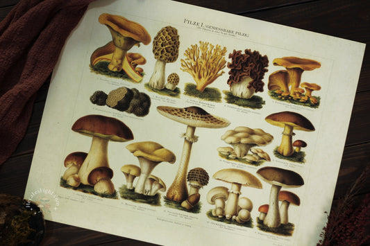 Vintage German Pilze 1 Mushroom Print | 16x20" Curious Prints art, calgary, canada, cottage witch decor, decoration, decorative, gift, mushroom, mushrooms, poster, shrooms, vintage print, witchy gift metaphysical occult supplies witchy hecateslight.com witchcraft cottagecore witch gifts