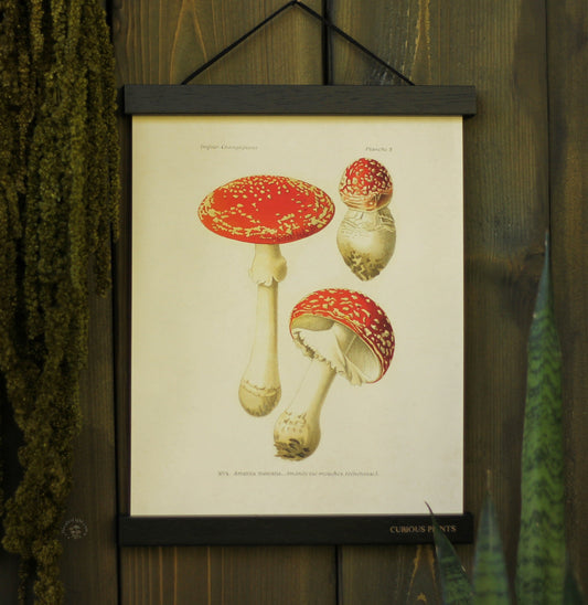 Vintage Magic Mushroom Print | 8x10" Curious Prints alberta, amanita muscaria, art, art display, canada, decor, decoration, decorative, magic mushrooms, mushroom, mushrooms, paper, poster, print, shrooms, vintage, vintage print metaphysical occult supplies witchy hecateslight.com witchcraft cottagecore witch gifts