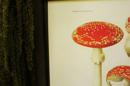 Vintage Magic Mushroom Print | 8x10" Curious Prints alberta, amanita muscaria, art, art display, canada, decor, decoration, decorative, magic mushrooms, mushroom, mushrooms, paper, poster, print, shrooms, vintage, vintage print metaphysical occult supplies witchy hecateslight.com witchcraft cottagecore witch gifts